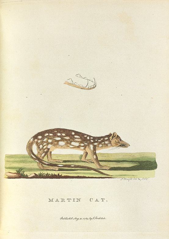 A lean, four-legged creature that looks like a hybrid of a cat and a rat, beneath a drawing of its lower teeth 