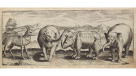 Drawing of elephants and other creatures