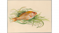 Drawing of a goldfish