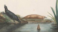 Voyages de Découvertes aux Terres Australes, by François Péron