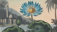 Detail from Robert Thornton's Temple of Flora, printed by T Bensley, London, 180