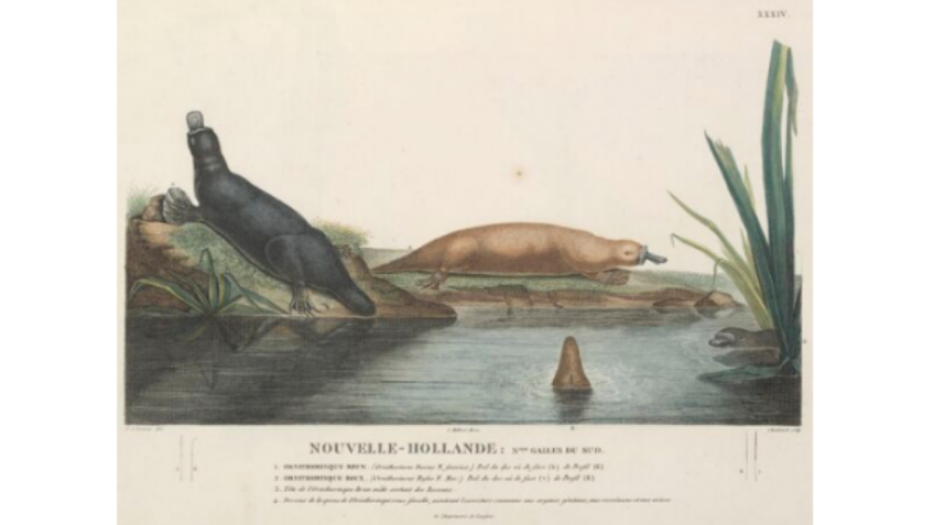 Three platypuses