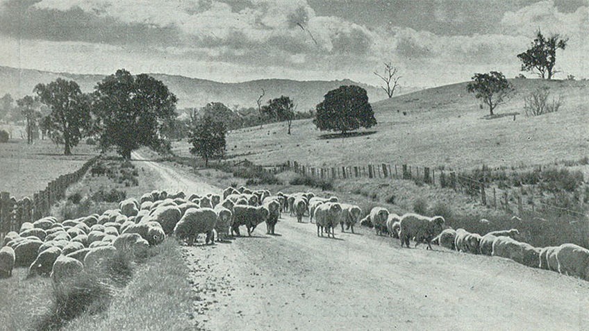 Black and white photo of large herd of sheep being driven along a rural road