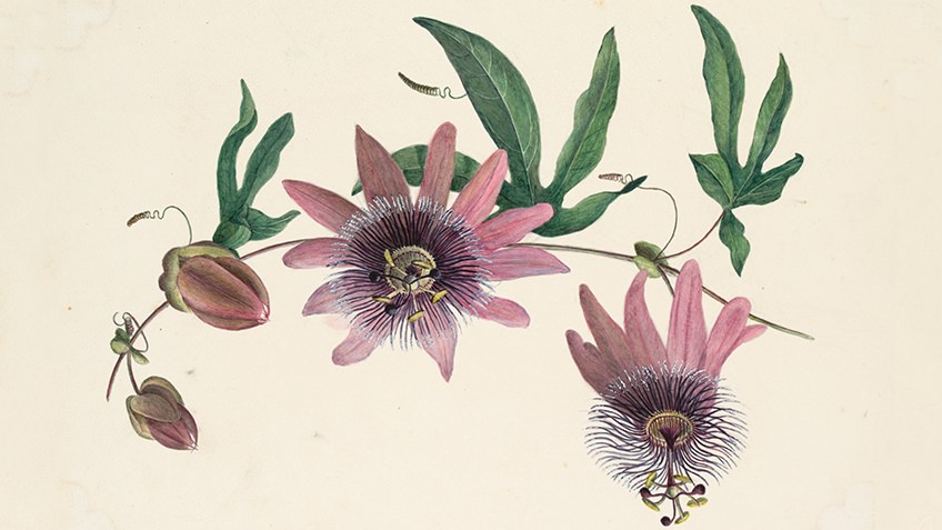 Illustration of some passionfruit flowers
