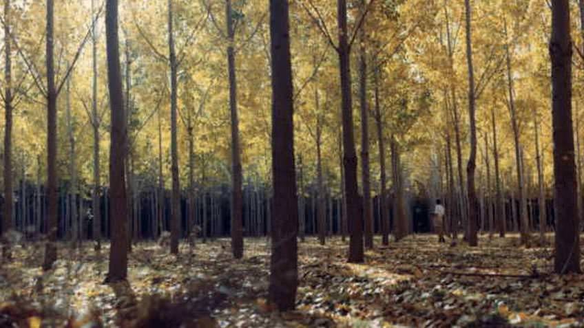 Ground-level view of a forest in Autumn with red and yellow leaves and leaf litter on the ground