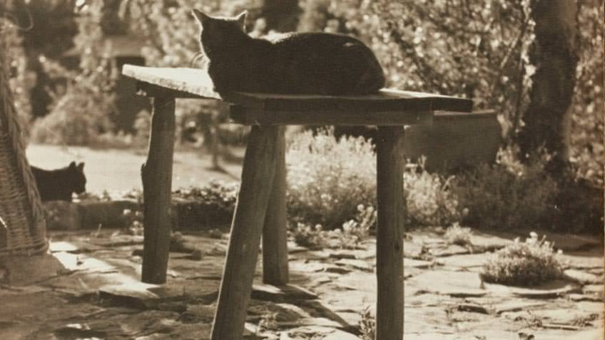 Cat lying on stool, Sonning, Bickleigh Vale