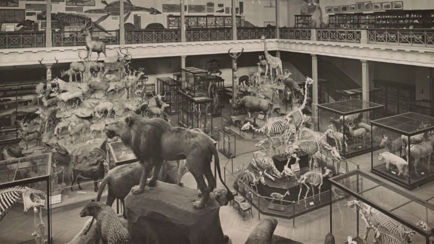 taxidermied animals on display in galleried hall
