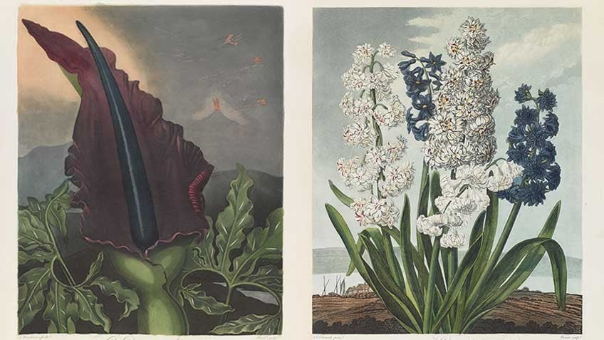 Robert Thornton's 'Temple of Flora', printed by T Bensley, London, 1807