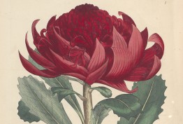 Embothrium speciosifsimum (Telopea speciosissima), 1793 Embothrium speciosifsimum (Telopea speciosissima), 1793