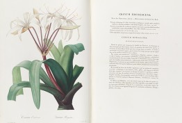 Art and nature hero open book with lily illustration and text