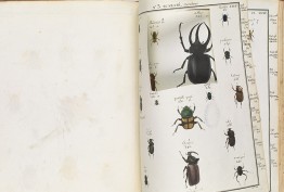 Exploring the world hero book with illustrations of bugs, some removed