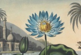 Botanicals detail of ancient Egyptian scene with minaret, temple, palm trees and blue lotus flower