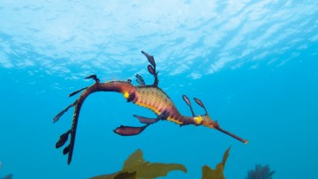 Photo of a seadragon swimming in the water
