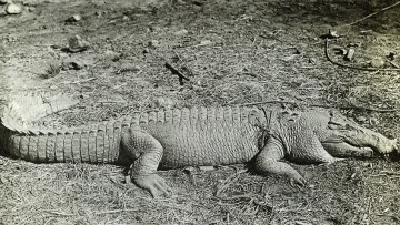 Black and white photo of an aligator