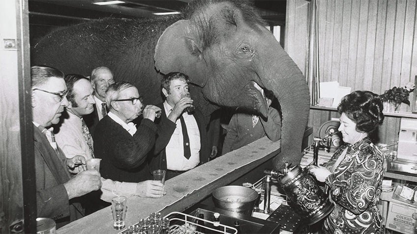 public bar with men drinking and barmaid serving an elephant water from a tankard