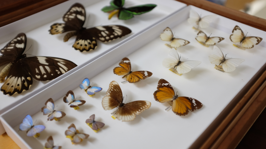 Butterfly specimens in a case at the Australian Museum