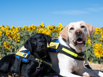 Storytime with Vision Australia and Seeing Eye Dogs 