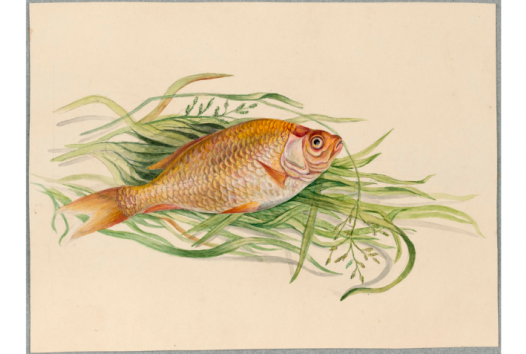 Drawing of a goldfish
